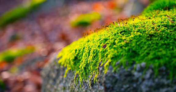 Autumn beech forest scenery with dry leafs on the ground and granite rocks covered by lush green moss. Sunny fall day