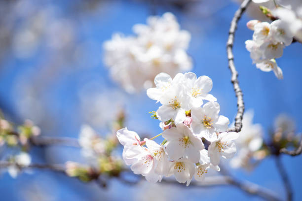 istock Sakura----ooshima-sakura of white petal 1309342467