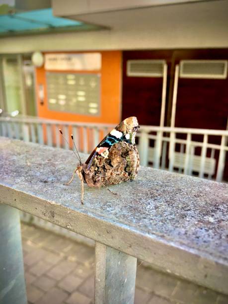 An urban butterfly in London.