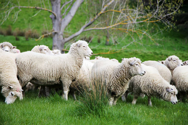 istock Sheep farm New Zealand 1309344719