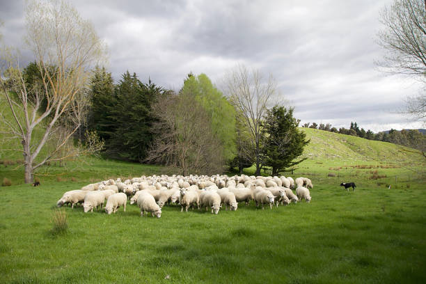 istock Sheep farm New Zealand 1309344723