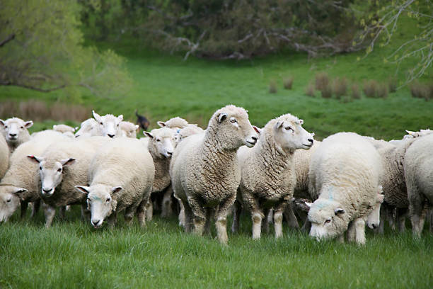 istock Sheep farm Seddon New Zealand 1309344724