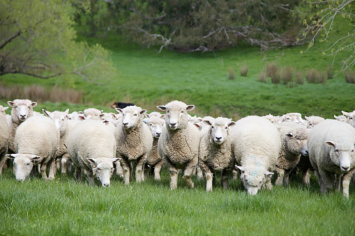 Old shepherd grazing his sheep