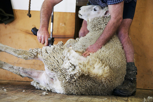Sheep shearing is the process by which the woollen fleece of a sheep is cut off. The person who removes the sheep's wool is called a shearer. Typically each adult sheep is shorn once each year (a sheep may be said to have been \