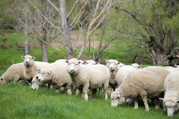 istock Sheep farm New Zealand 1309344735