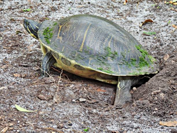 istock Peninsula Cooter (Pseudemys peninsularis) laying her eggs in the dirt 1309344904