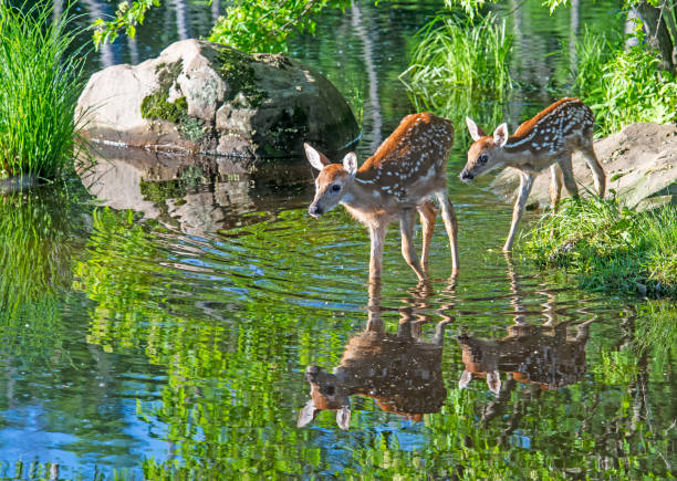 istock Two spotted deer showing their reflections in a clear lake. 1309345005