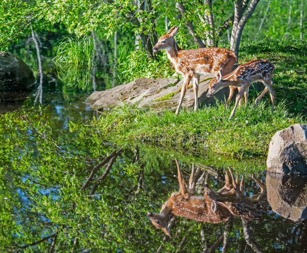 istock Green water reflections of two spotted White Tailed Deer. 1309345673
