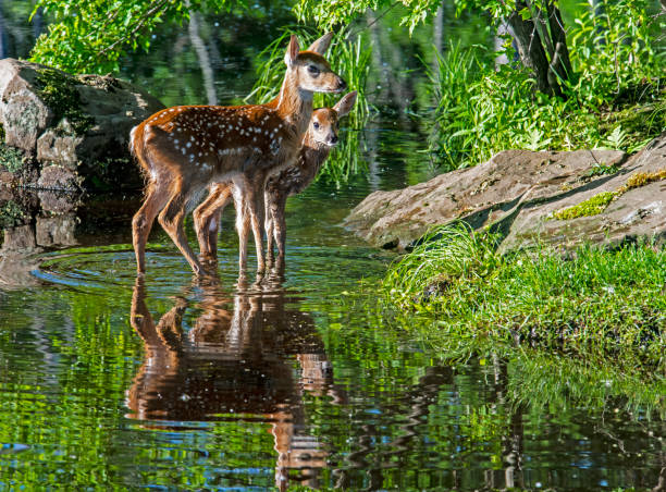istock Two little spotted deer standing in water showing their mirror image. 1309347387