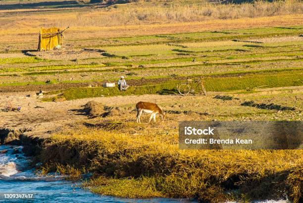 The Nile River Has Been Egypts Lifeline Since Ancient Times Stock Photo - Download Image Now - iStock The Nile River Has Been Egypts Lifeline Since Ancient Times Stock Photo - Download Image Now - iStock