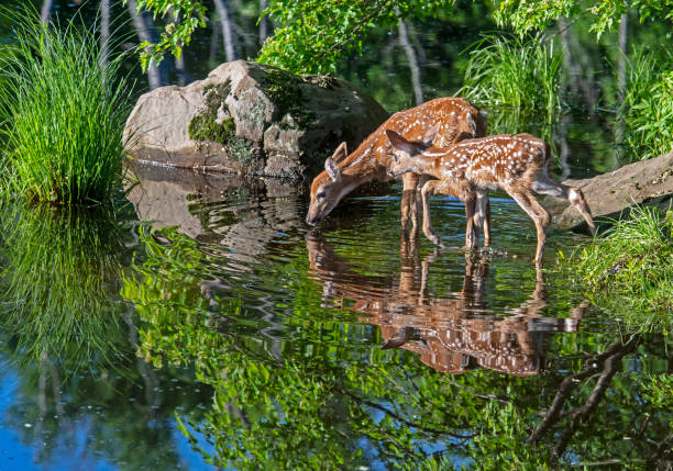 istock Two young spotted deer drinking from a clear lake. 1309348378