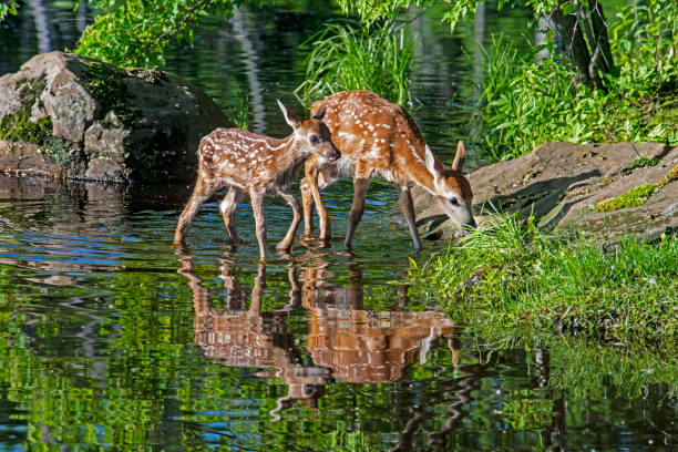 istock Two young Deer showing their mirror image in water. 1309348402