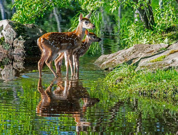 istock Two young deer stand in water side-by-side looking around. 1309348979