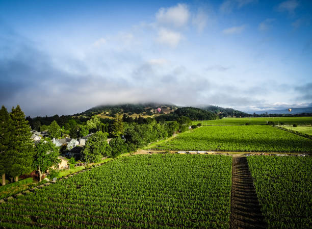 istock Hot Air Balloon Over Napa County 1309352426