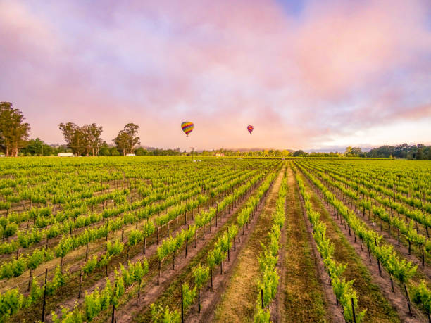 istock Hot Air Balloon Over Napa County 1309352444