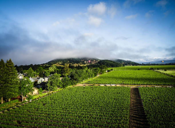 istock Hot Air Balloon Over Napa County 1309352469