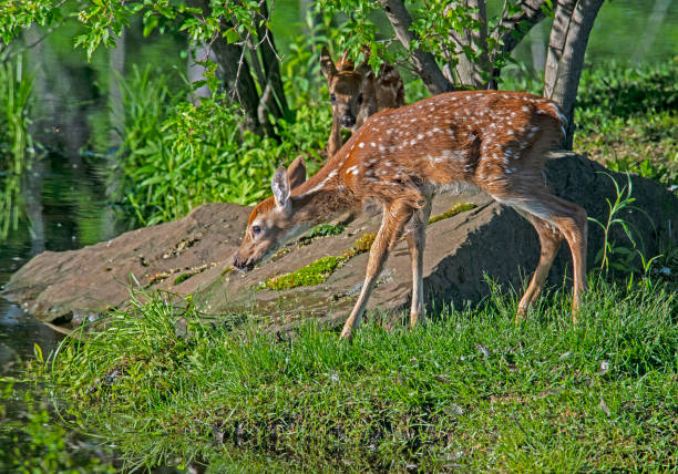 istock A little White Tailed Deer walks in green grass. 1309353844