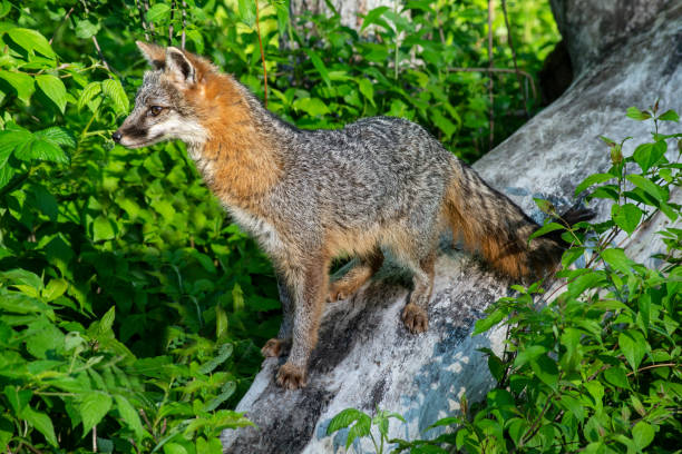 Free picture: gray, fox, rocks