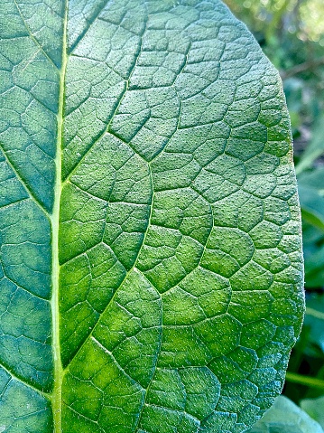 Vertical close up macro of green herb comfrey plant leaf showing dermis veins texture and pattern
