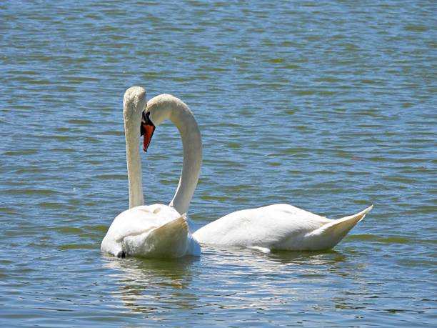 istock Mute Swans (Cygnus olor) swimming in a lake 1309357939