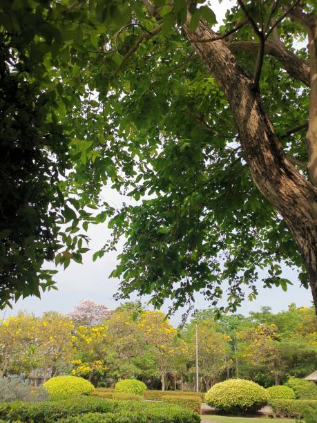 istock Trees in the park with green grass 1309358689