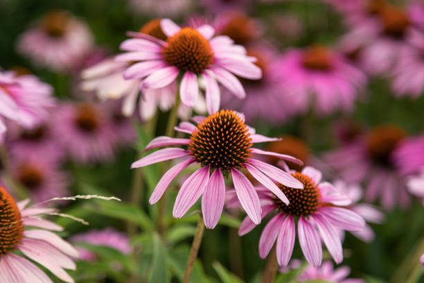 istock Echinacea flowers  in a  park. 1309358759