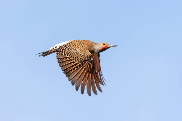 istock northern flicker woodpecker 1309360390