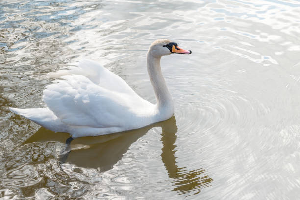 istock White swan on the lake. 1309365377
