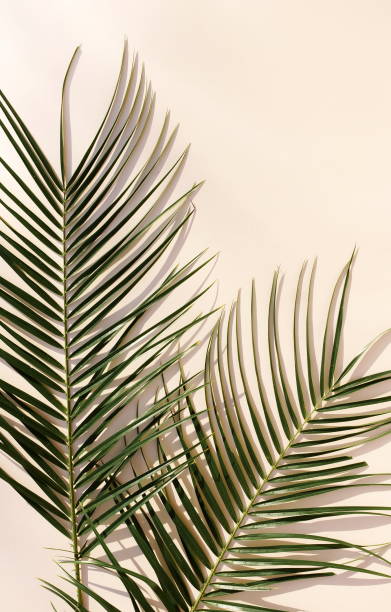 istock palm leaves background with sunlight shadow  on beige paper texture .Tropics minimalist abstract backdrop. poster. Copy space 1309366293