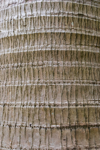 The bark of a coconut tree