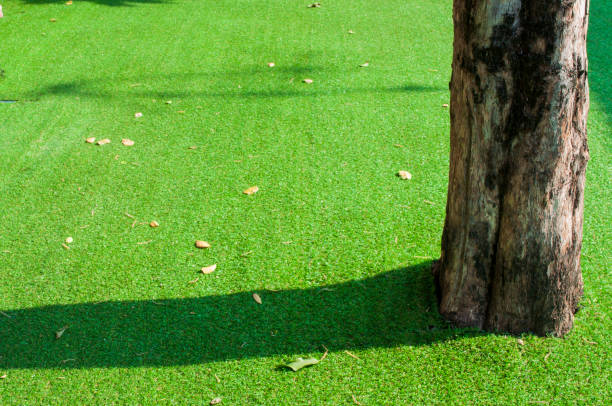 istock Light and shadow trees on the lawn 1309368479