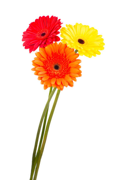 istock Beautiful gerbera flowers isolated on white. flower bouquet background 1309368719