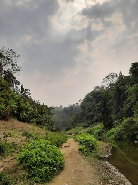 istock narrow scape through the jungle 1309371967