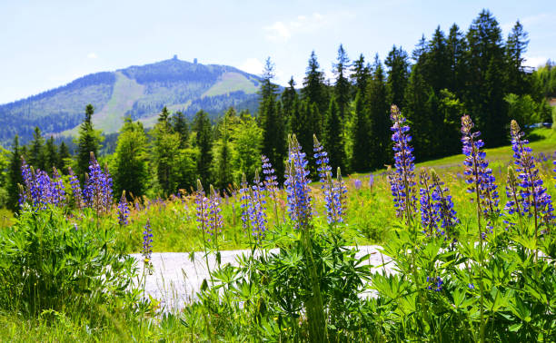 Blooming lupine flowers with mount Grosser Arber,Germany. Blooming lupine flowers with mount Grosser Arber in National park Bayerischer Wald, Germany. Spring landscape. bavarian forest stock pictures, royalty-free photos & images