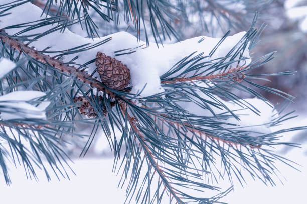 istock pine branch with a bump close-up as background 1309372707