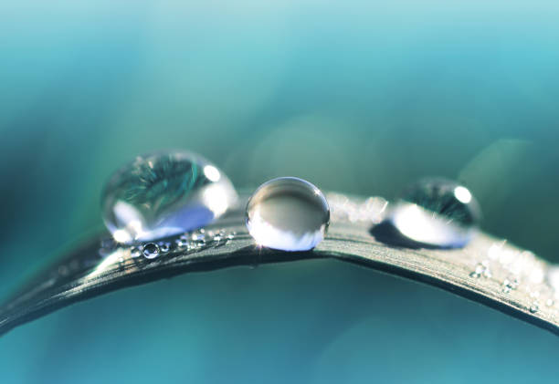 istock Fresh drops transparent water on blade of the grass. 1309373417