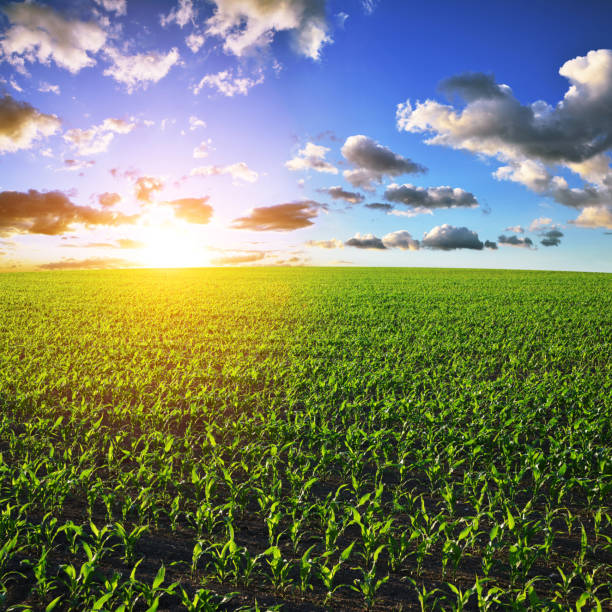 istock Young green corn plants growing on the field at sunset. 1309373564