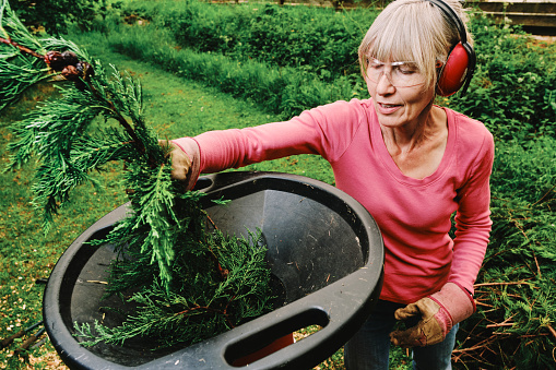 Female gardener feeding twigs and thin branches into an electric garden shredder for composting.