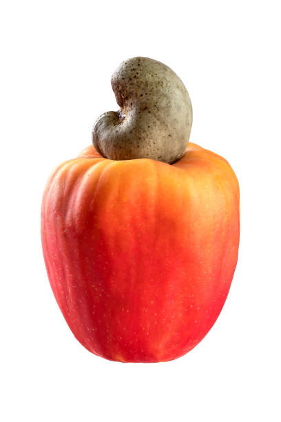 cashew-frucht auf weißem hintergrund für ausschnitt - cashewnuss stock-fotos und bilder