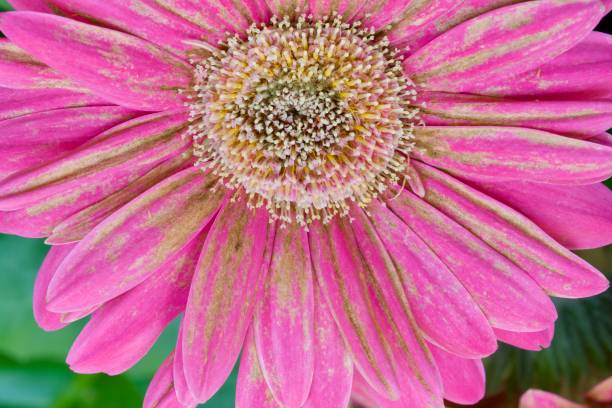 Gerbera is one of the most susceptible species to Botrytis Cinerea, especially in periods or very damp cultivation conditions. una foto de cerca de una flor de grebera afectada por hongos grises (botrytis cinerea). patógeno botryotinia fuckeliana por lo general causa una