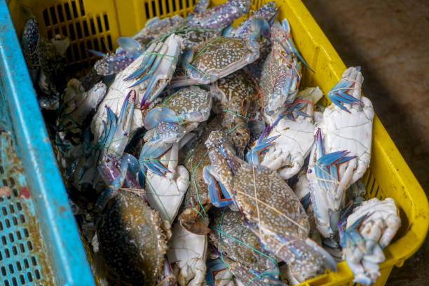 свежий карбюратор на рынке, подразделение по производству рыбных продуктов - fish food raw ice стоковые фото и изображения