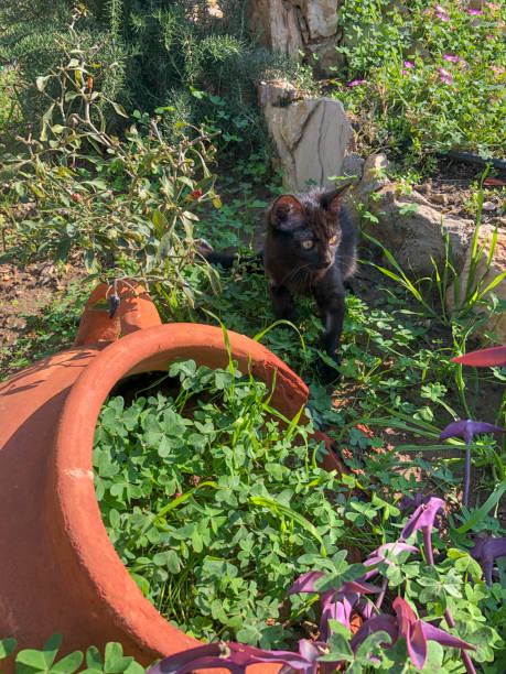 istock Black Cat in the garden 1309376140