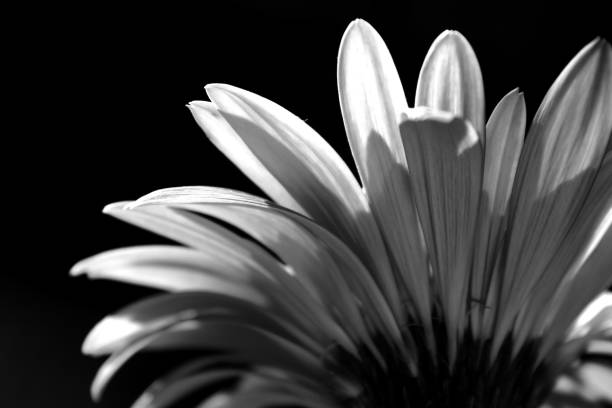 Back view of a backlit Baberton Daisy (Gerbera Jamesoni) in monochrome, with a black background