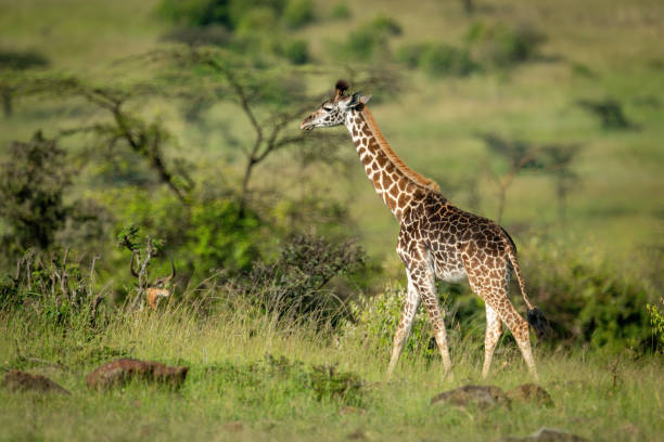 istock Masai giraffe walks past impala among bushes 1309376353