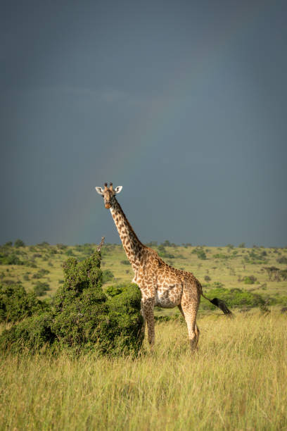 istock Masai giraffe stands flicking tail under rainbow 1309376356