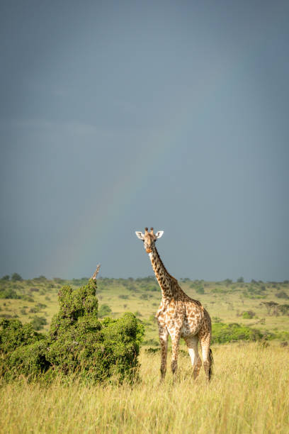 istock Masai giraffe stands eyeing camera under rainbow 1309376358