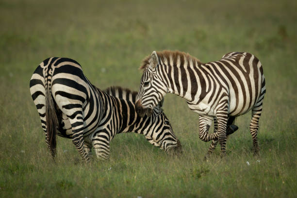 istock Plains zebra play fight on short grass 1309376379