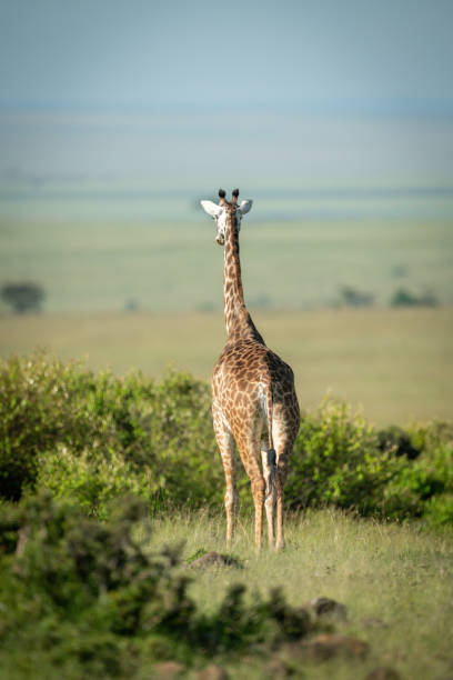 istock Masai giraffe stands facing away among bushes 1309376380