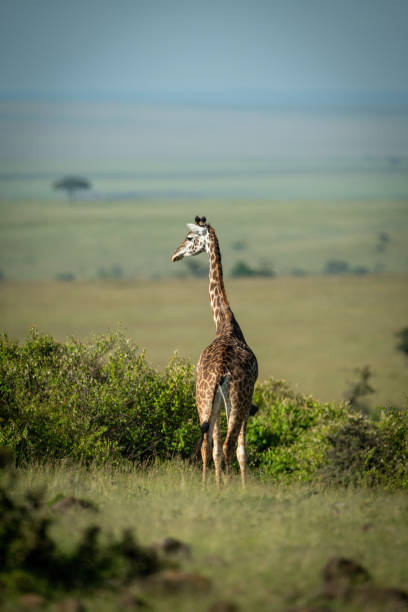 istock Masai giraffe stands on horizon turning head 1309376388
