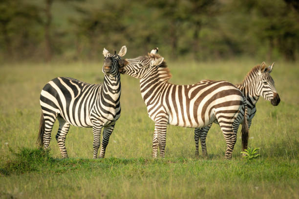 istock Plains zebra stands biting another near trees 1309376395